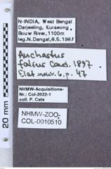 Etikette zu Anchastus falsus  (NHMW-ZOO-COL-0010510)